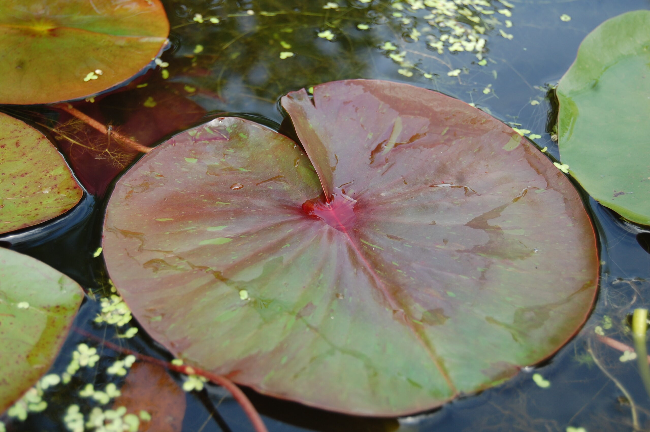 acheter nymphaea Marie Pierre for sale buy on line (44)