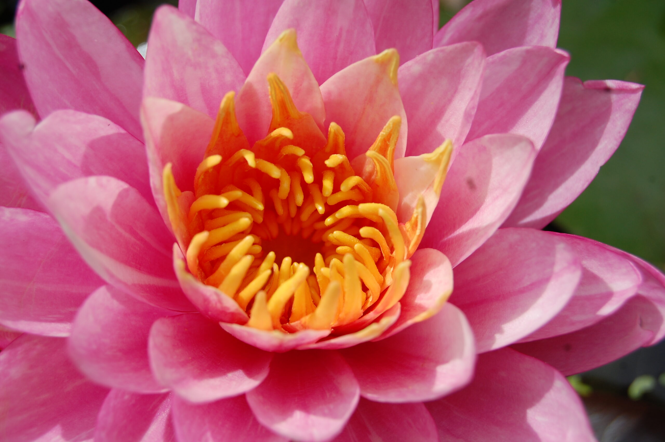 acheter nymphaea Marie Pierre for sale buy on line (46)