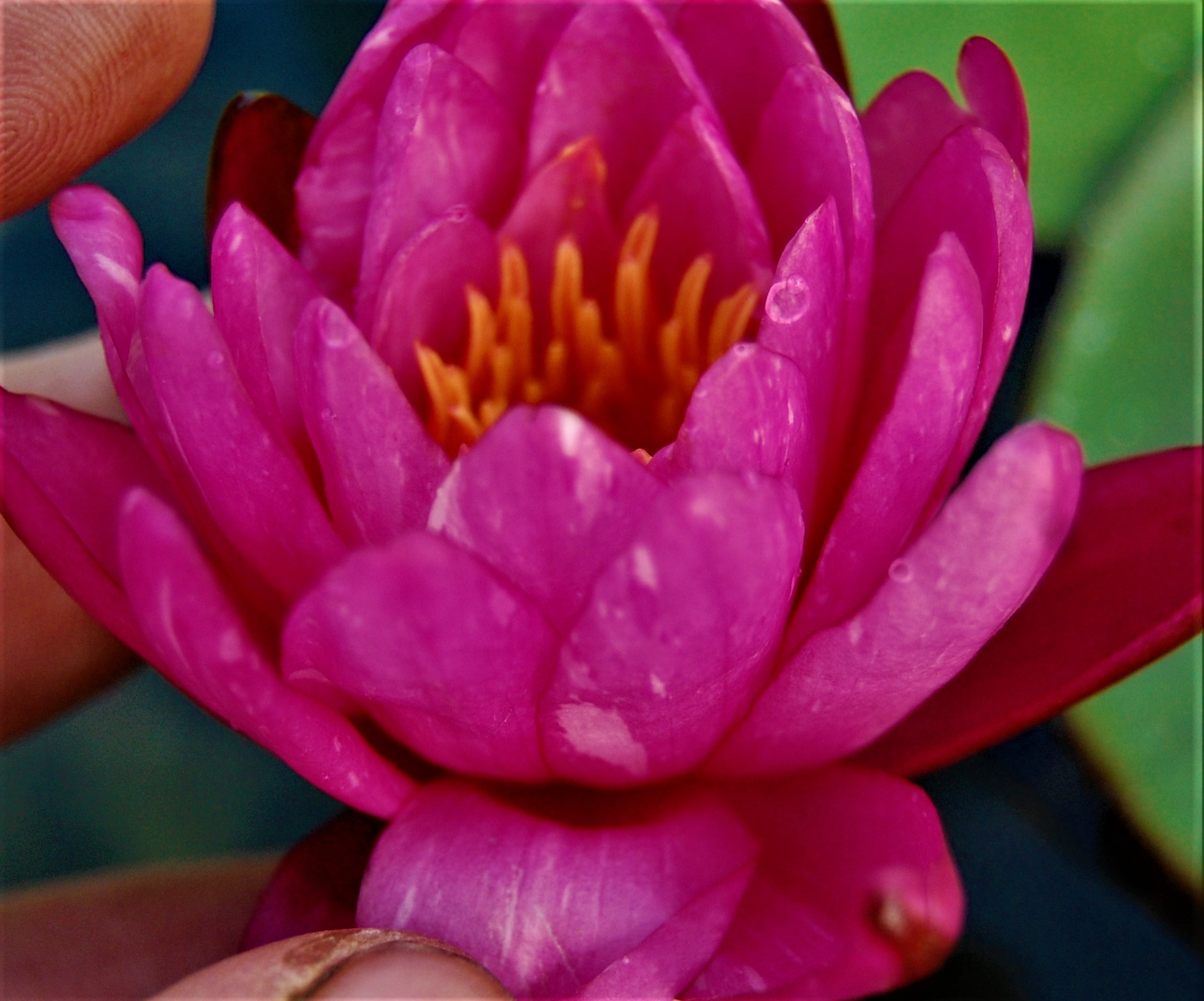 acheter nymphaea Marie Pierre for sale buy on line (49)