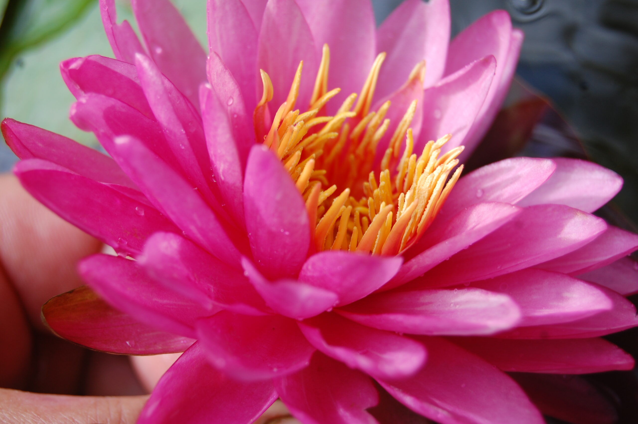 acheter nymphaea Marie Pierre for sale buy on line (9)