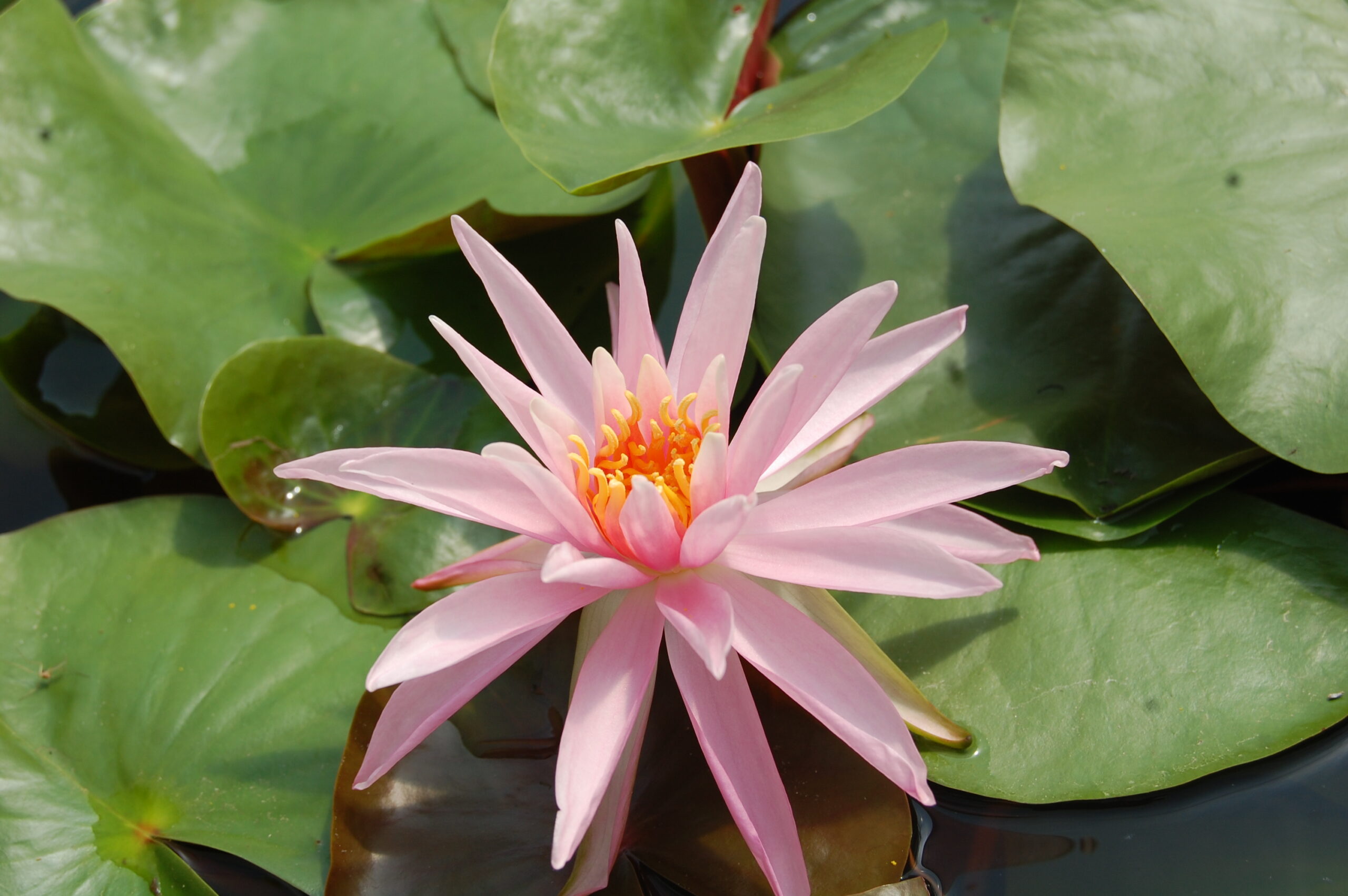 acheter nymphaea Mathilda for sale buy on line (33)