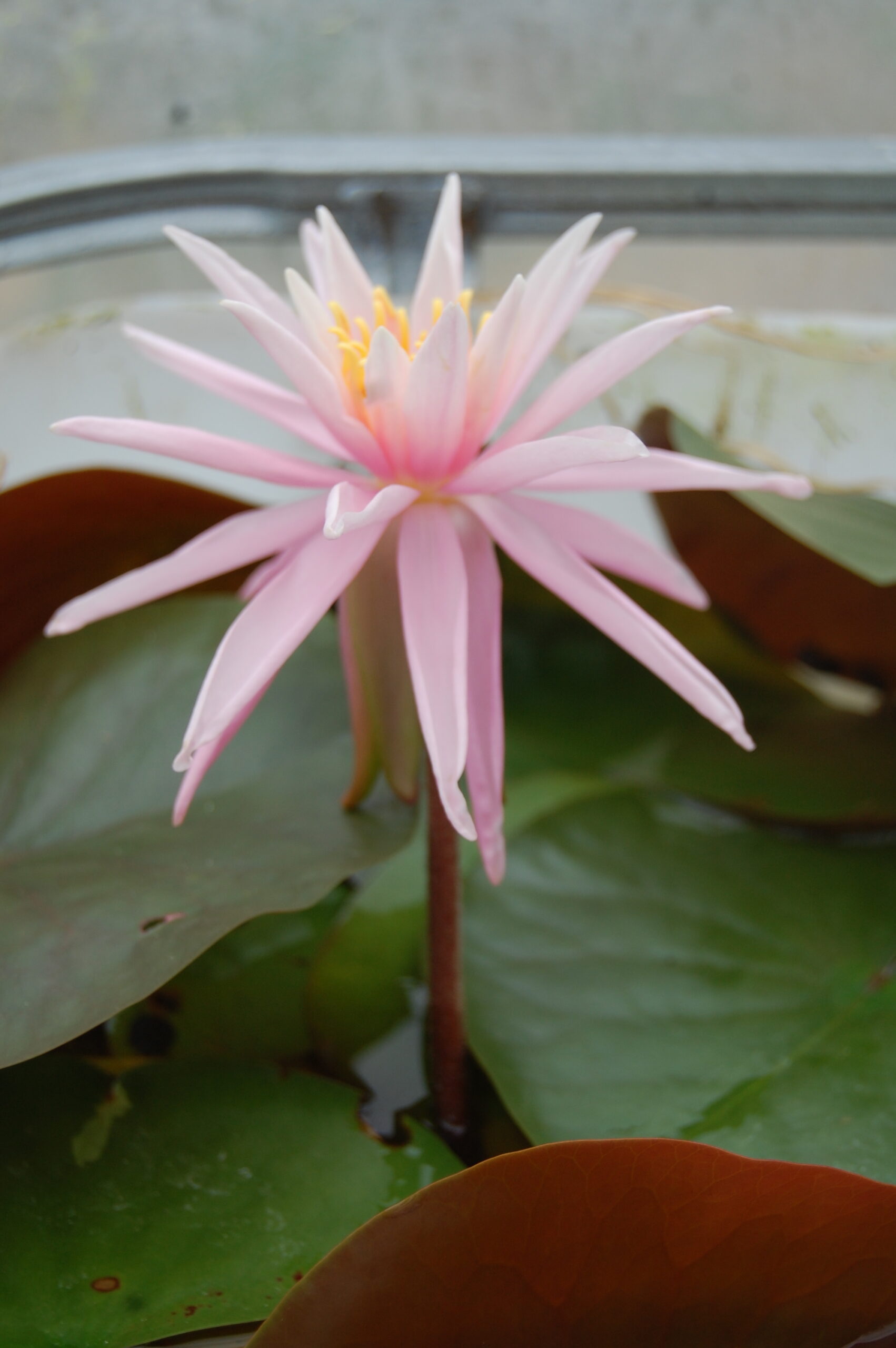 acheter nymphaea Mathilda for sale buy on line (39)