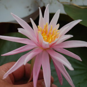 acheter nymphaea Mathilda for sale buy on line (42)