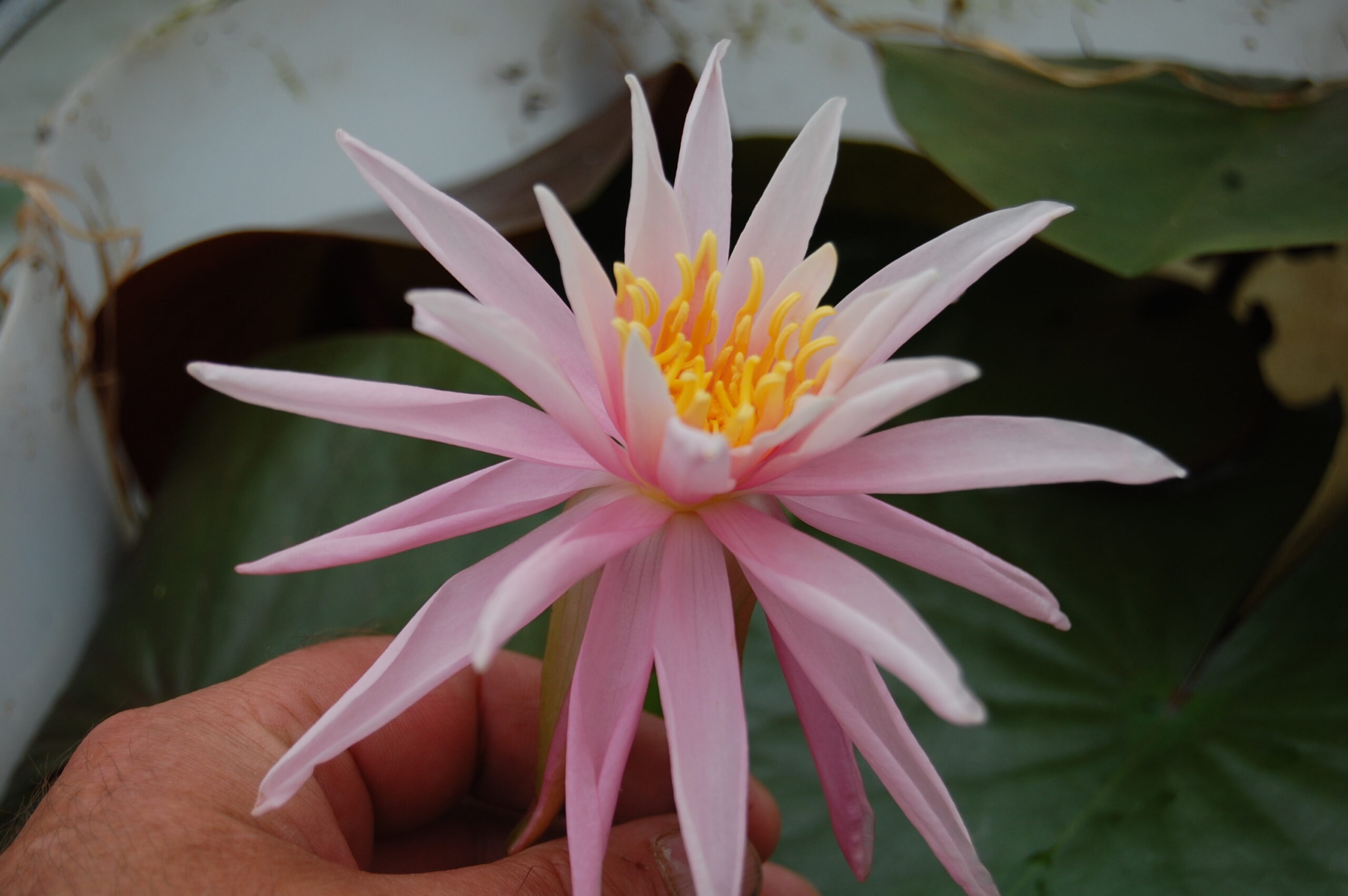 acheter nymphaea Mathilda for sale buy on line (42)