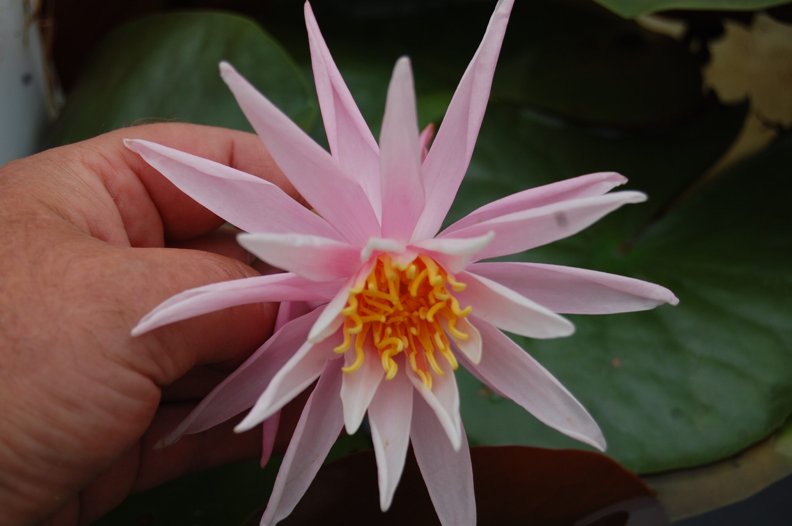 acheter nymphaea Mathilda for sale buy on line (51)
