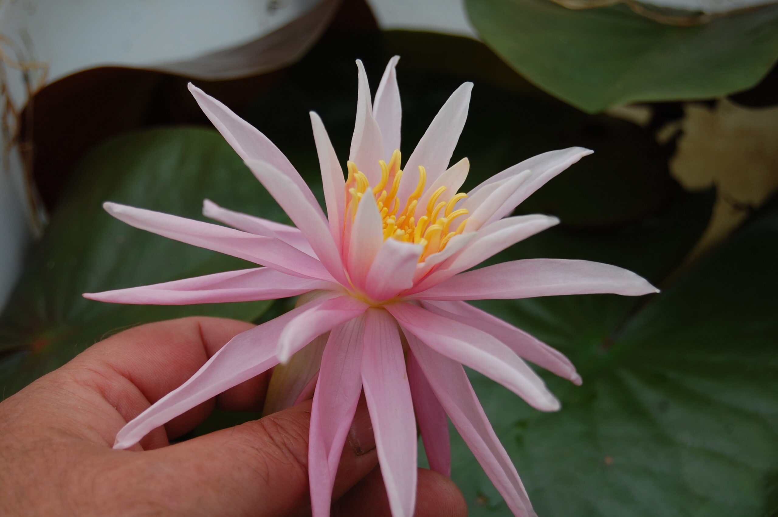acheter nymphaea Mathilda for sale buy on line (53)