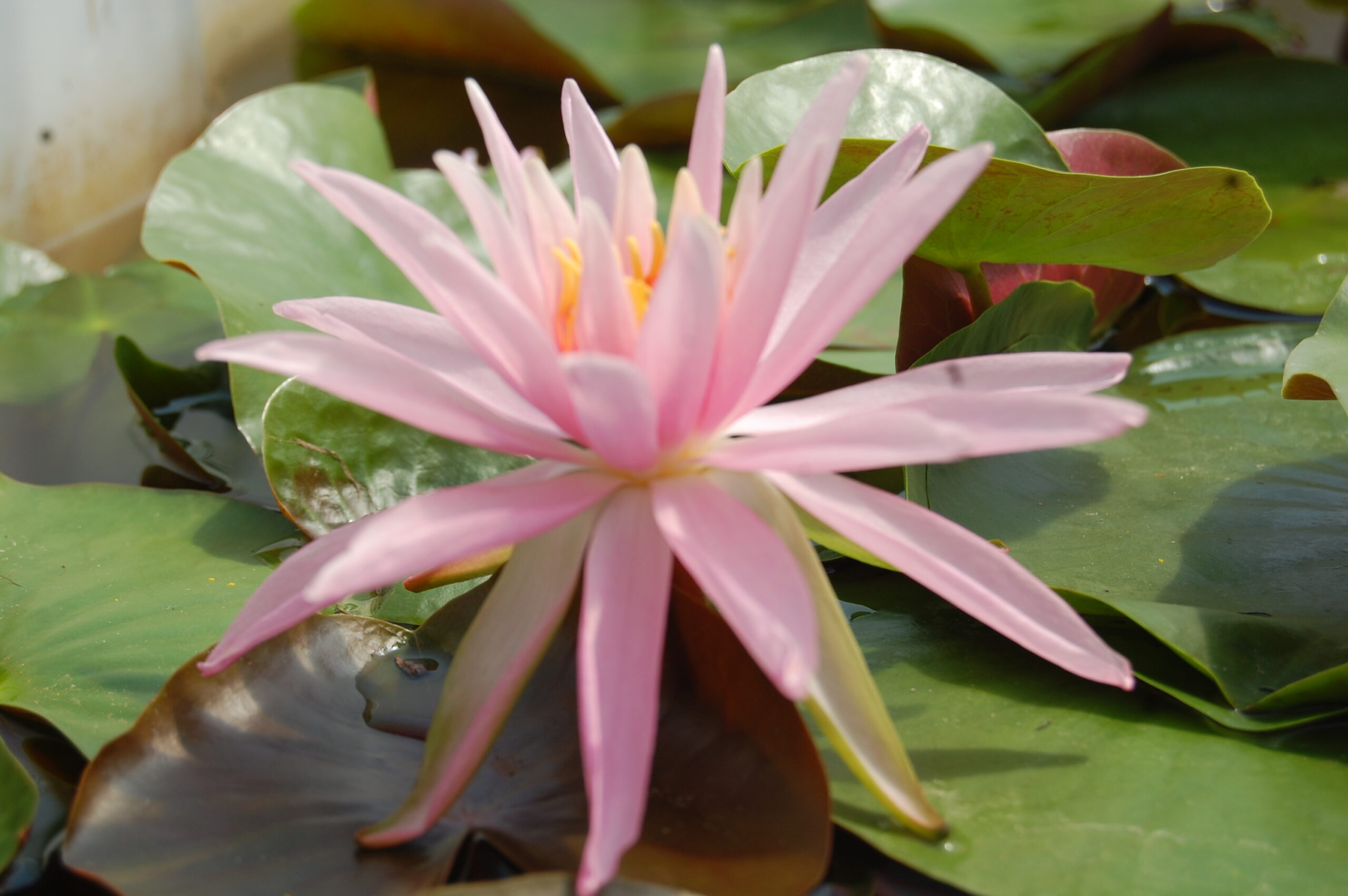 acheter nymphaea Mathilda for sale buy on line (56)