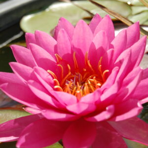 acheter nymphaea Mayla for sale buy on line (21)
