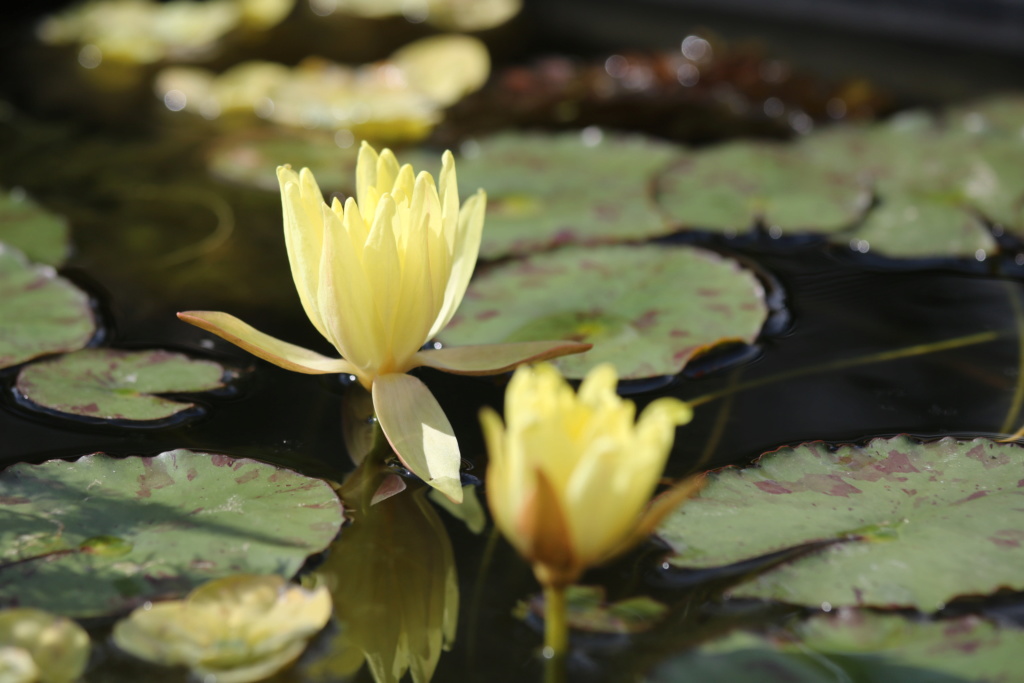 acheter nymphaea Mexicana for sale buy on line (1)