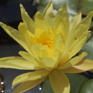 acheter nymphaea Mexicana for sale buy on line (11)