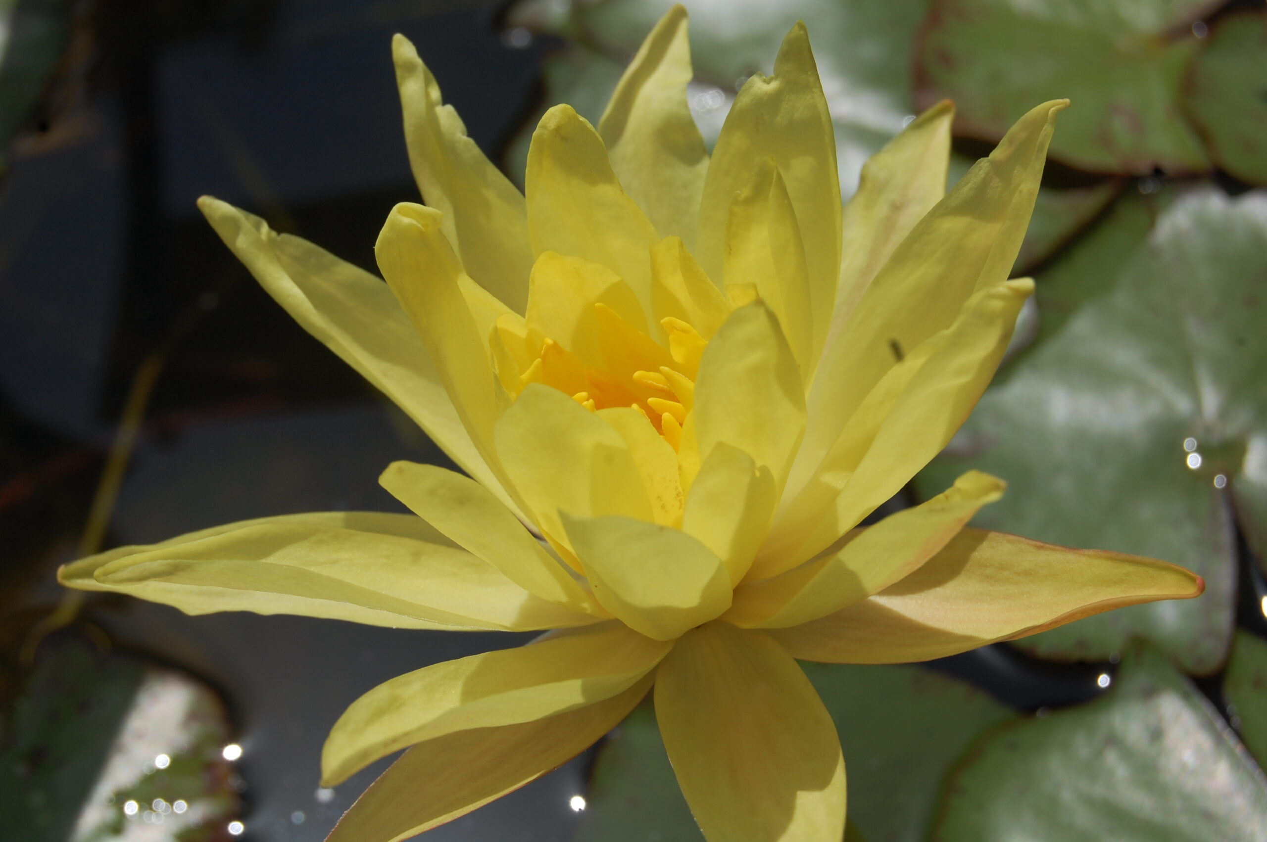 acheter nymphaea Mexicana for sale buy on line (11)
