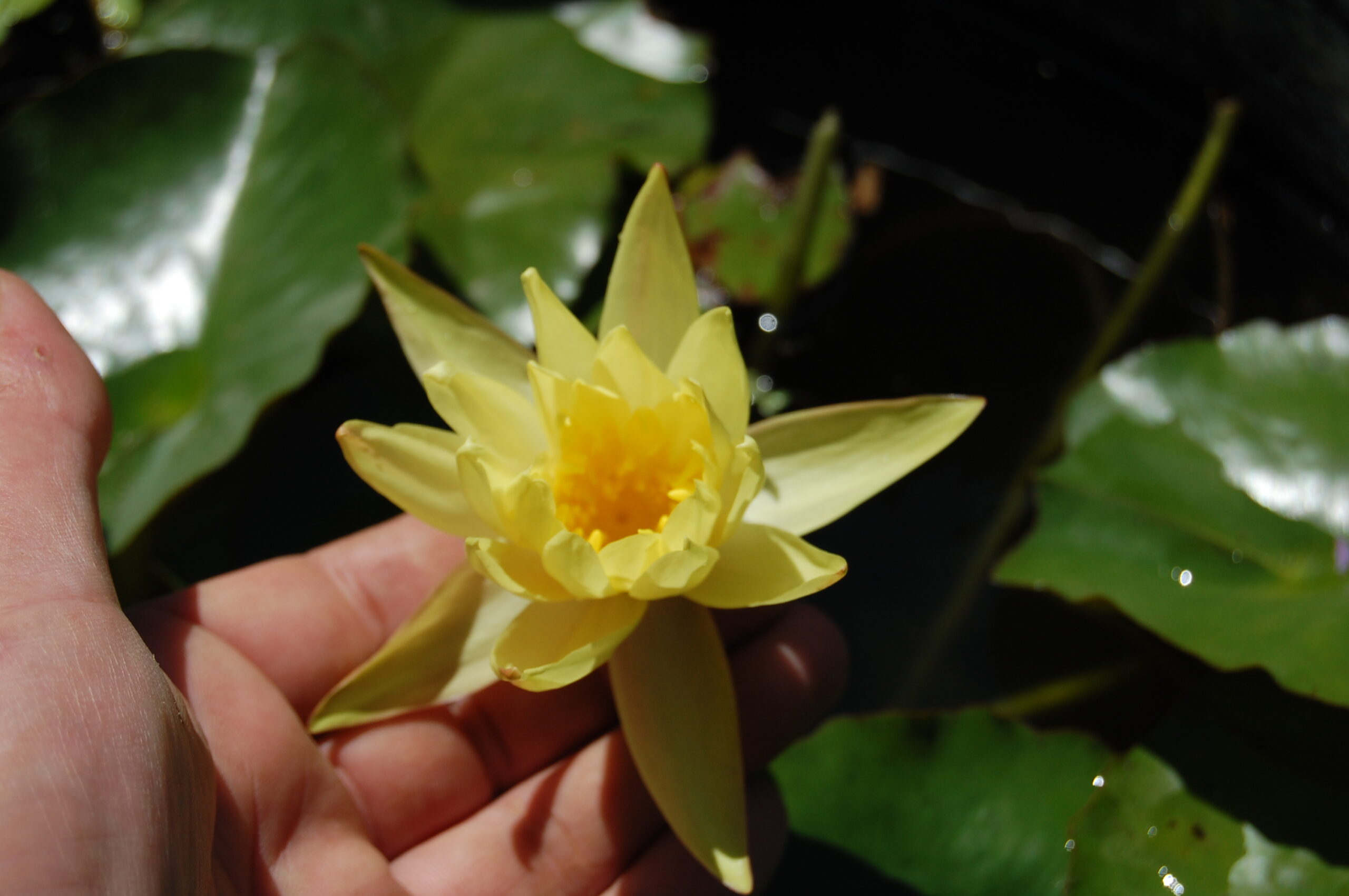 acheter nymphaea Mexicana for sale buy on line (19)