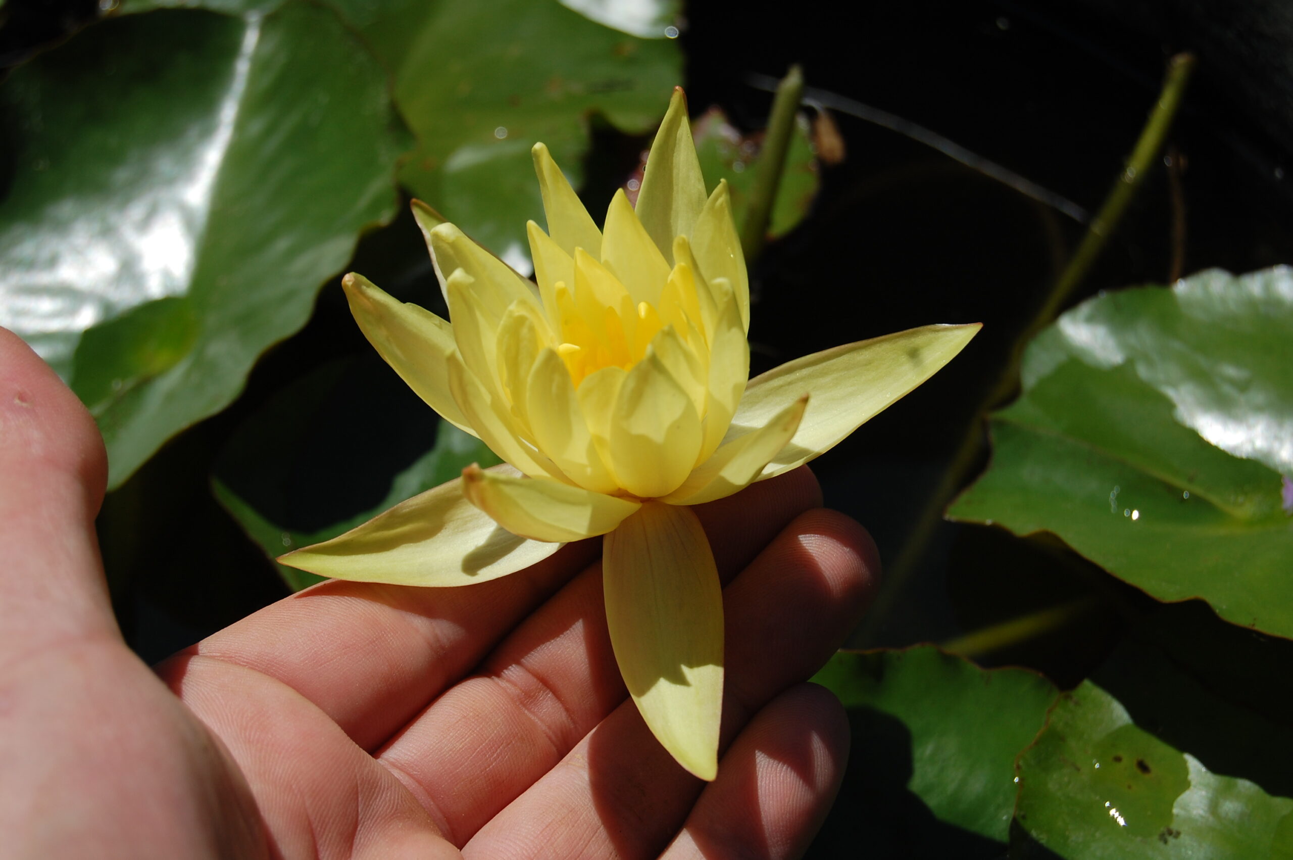 acheter nymphaea Mexicana for sale buy on line (23)