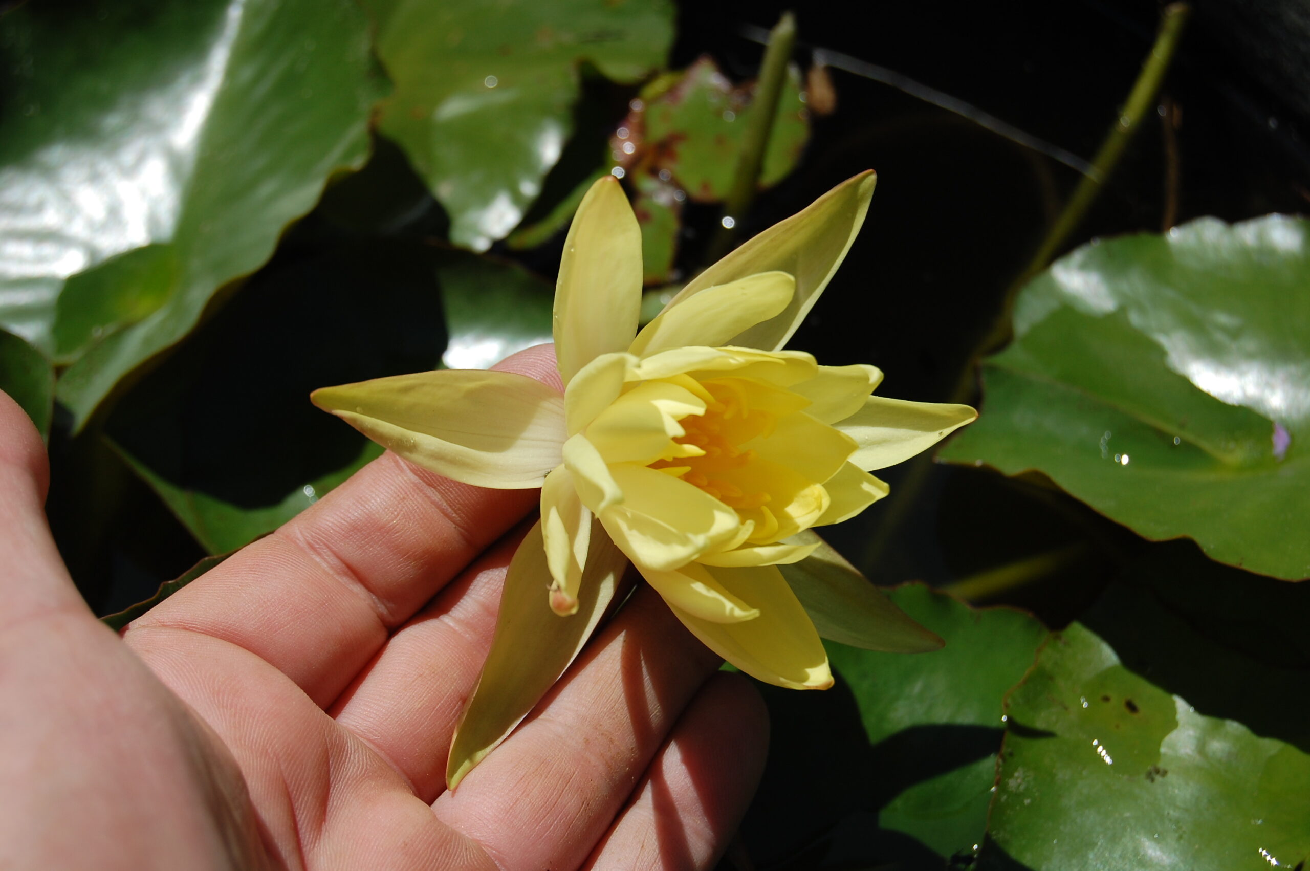 acheter nymphaea Mexicana for sale buy on line (25)