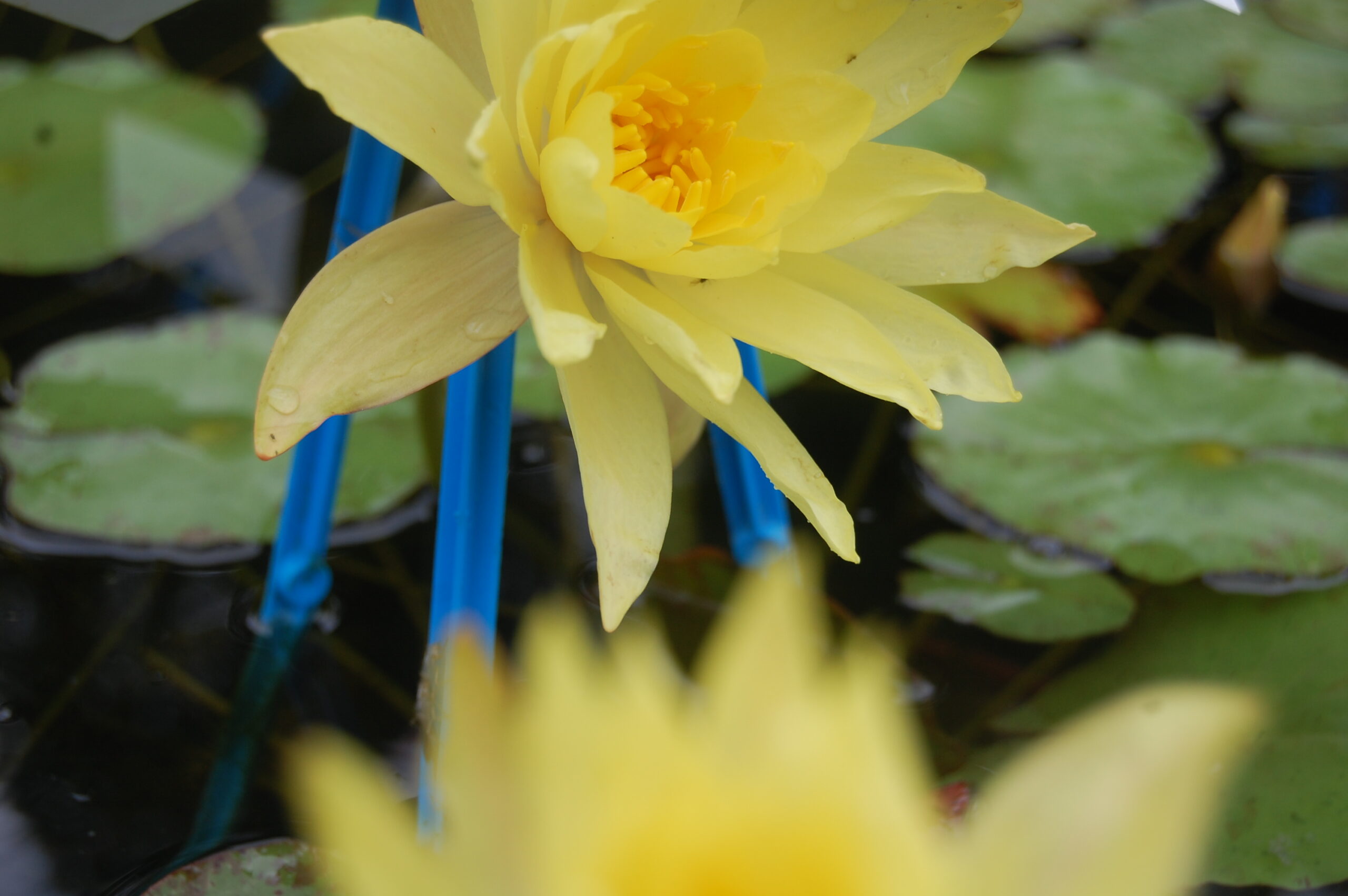 acheter nymphaea Mexicana for sale buy on line (27)