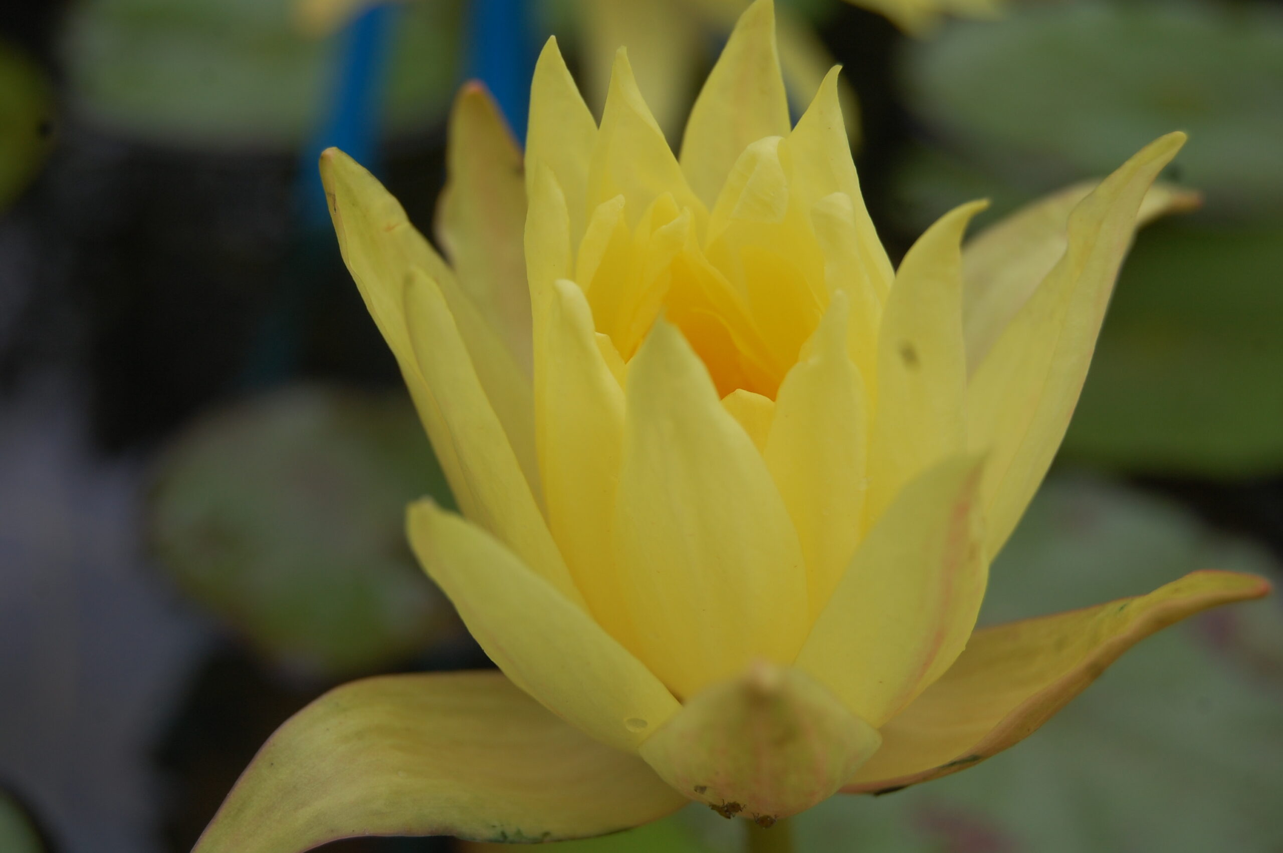 acheter nymphaea Mexicana for sale buy on line (28)