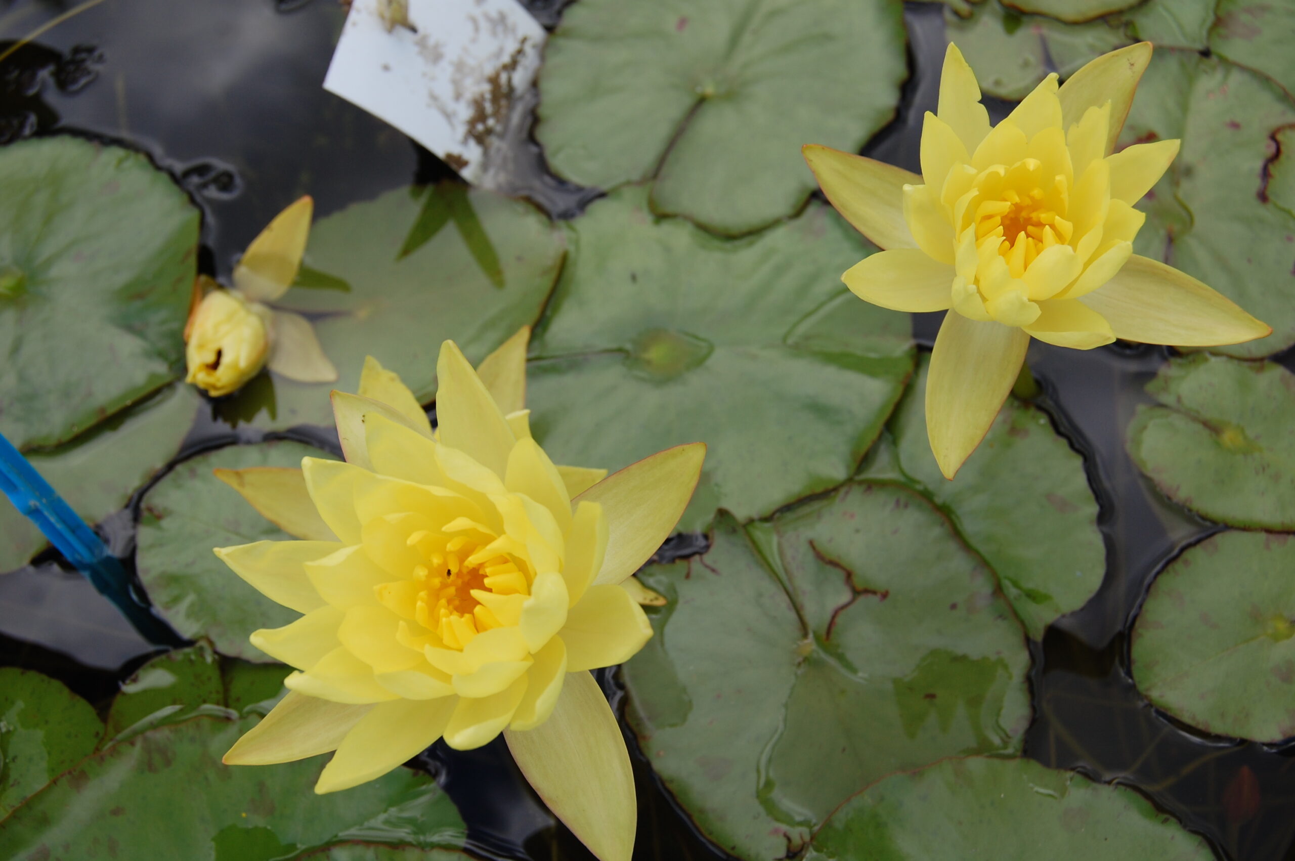 acheter nymphaea Mexicana for sale buy on line (31)