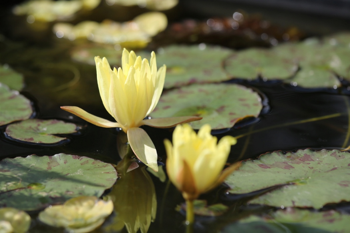 acheter nymphaea Mexicana for sale buy on line (33)