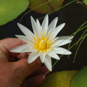acheter nymphaea Micrantha White for sale buy on line (26)