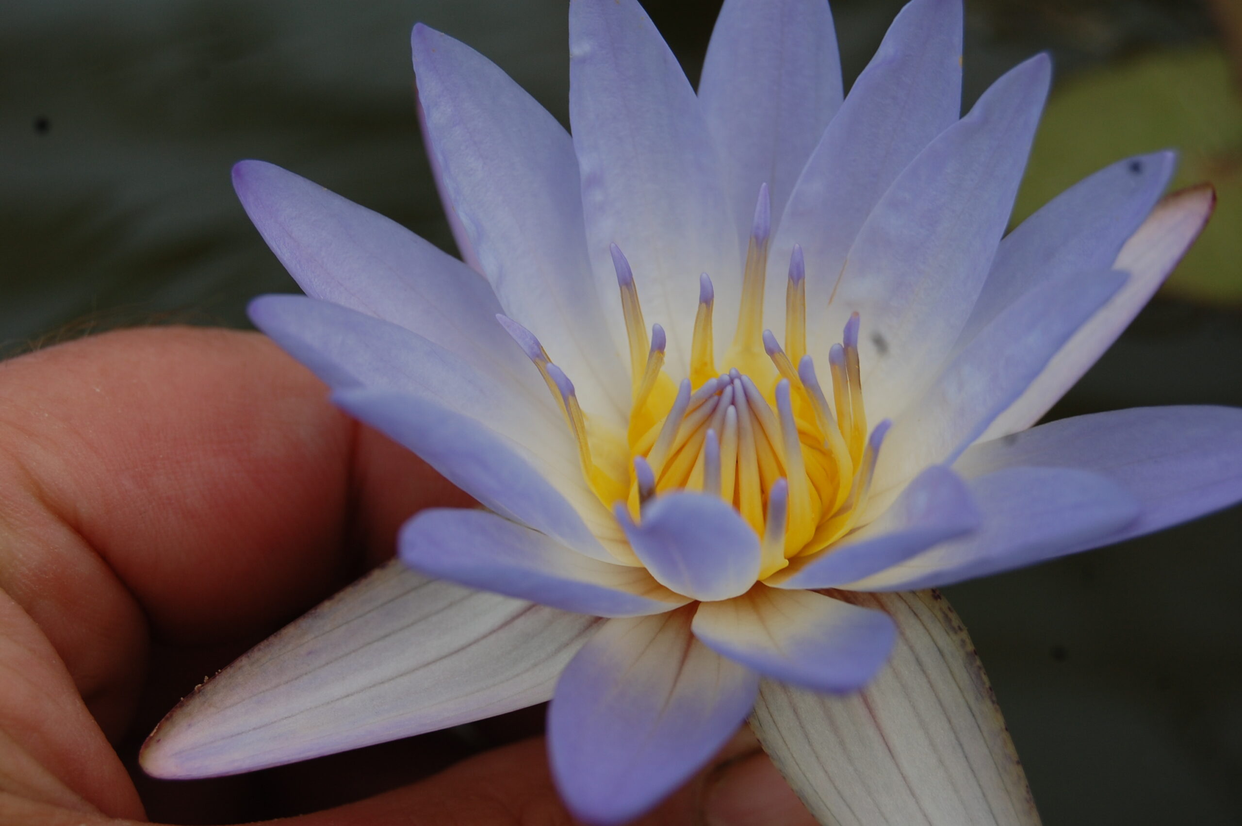 acheter nymphaea Micrantha for sale buy on line (10)