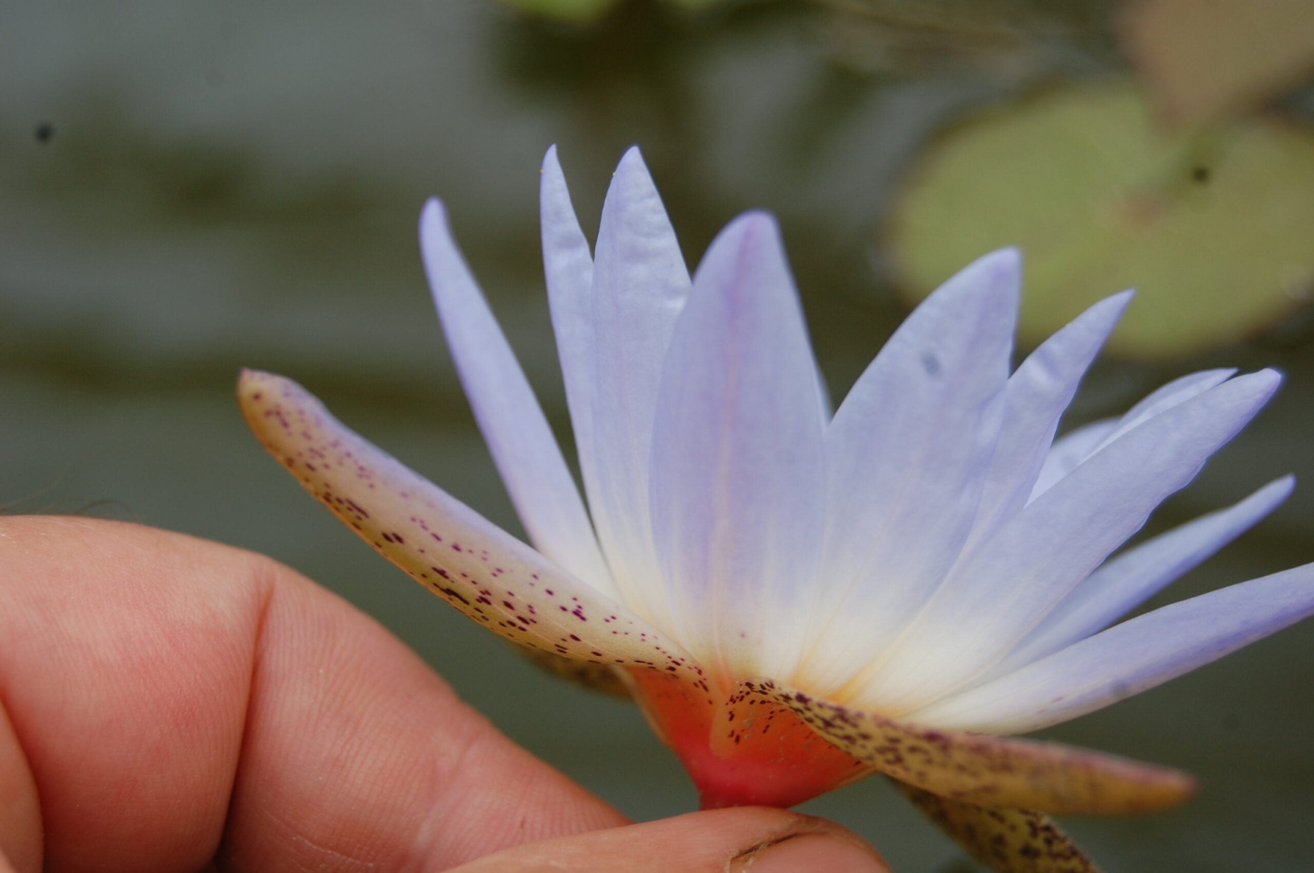 acheter nymphaea Micrantha for sale buy on line (17)