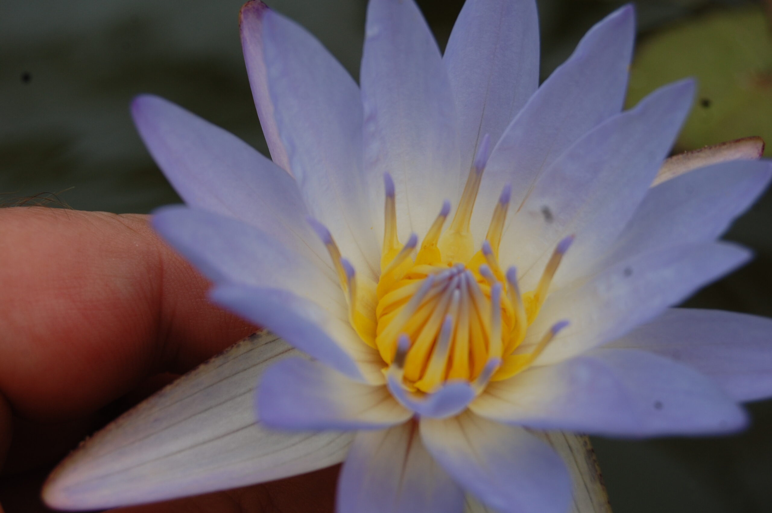 acheter nymphaea Micrantha for sale buy on line (20)