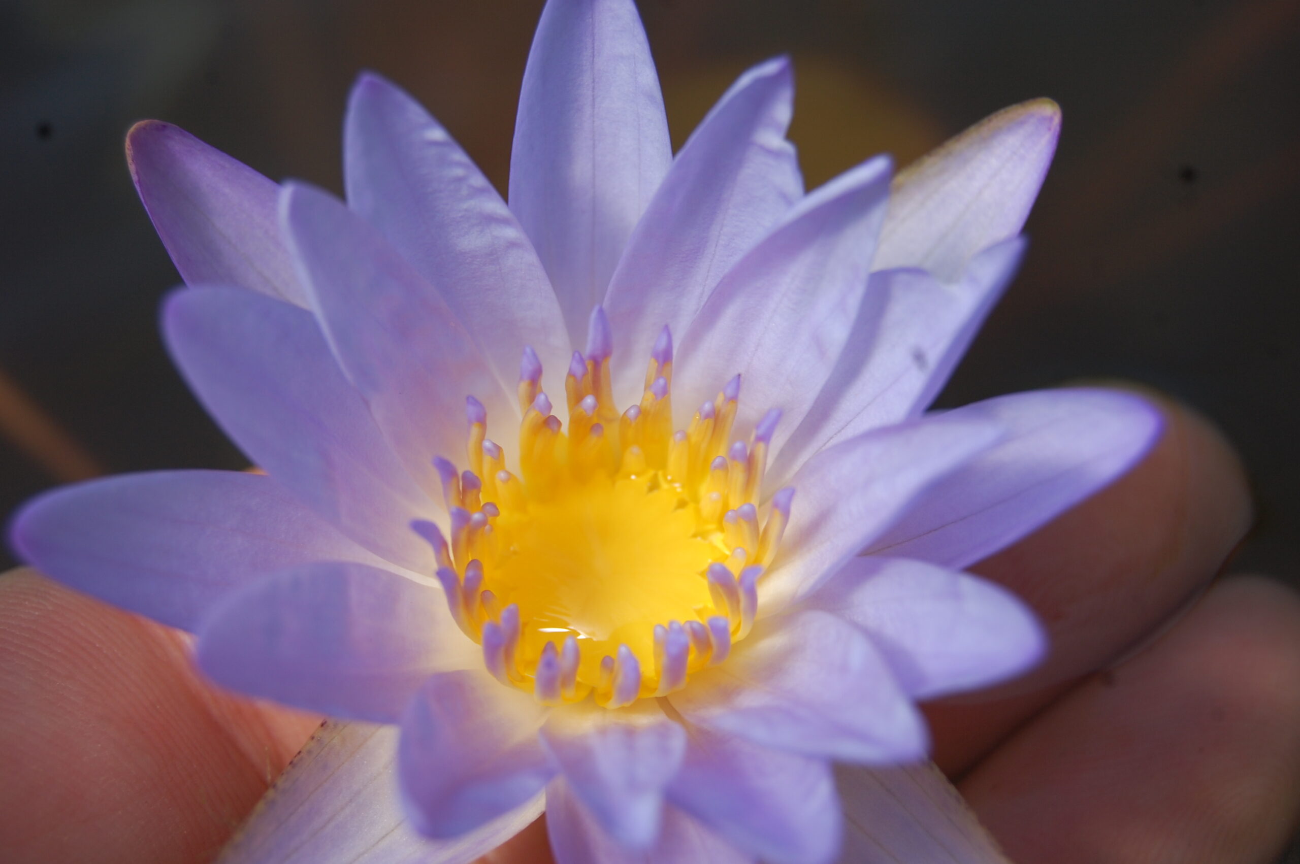 acheter nymphaea Micrantha for sale buy on line (23)