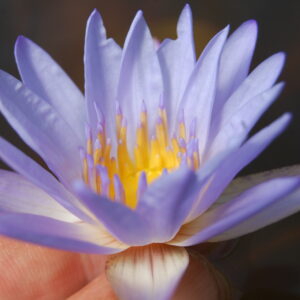 acheter nymphaea Micrantha for sale buy on line (26)