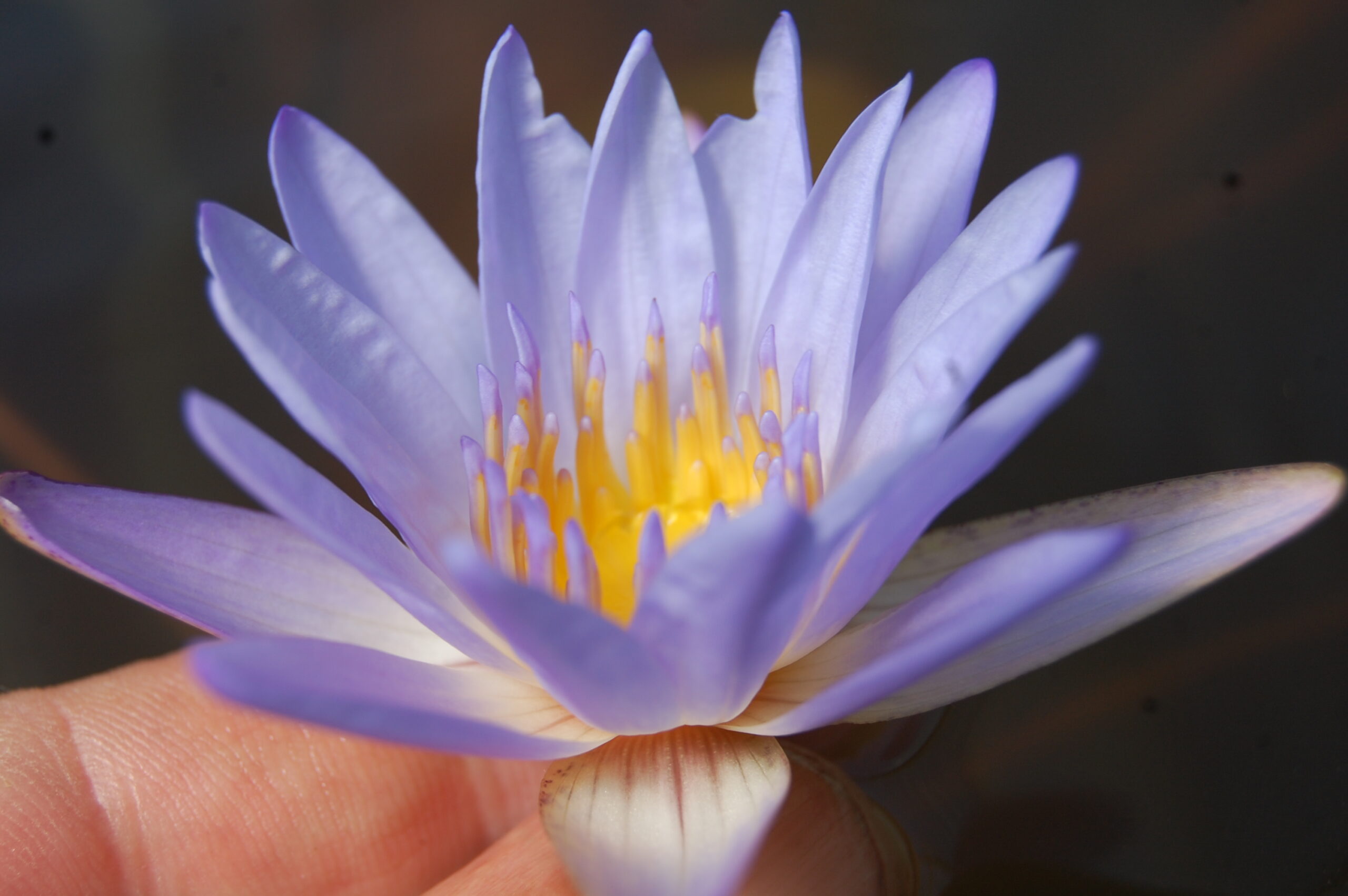 acheter nymphaea Micrantha for sale buy on line (26)