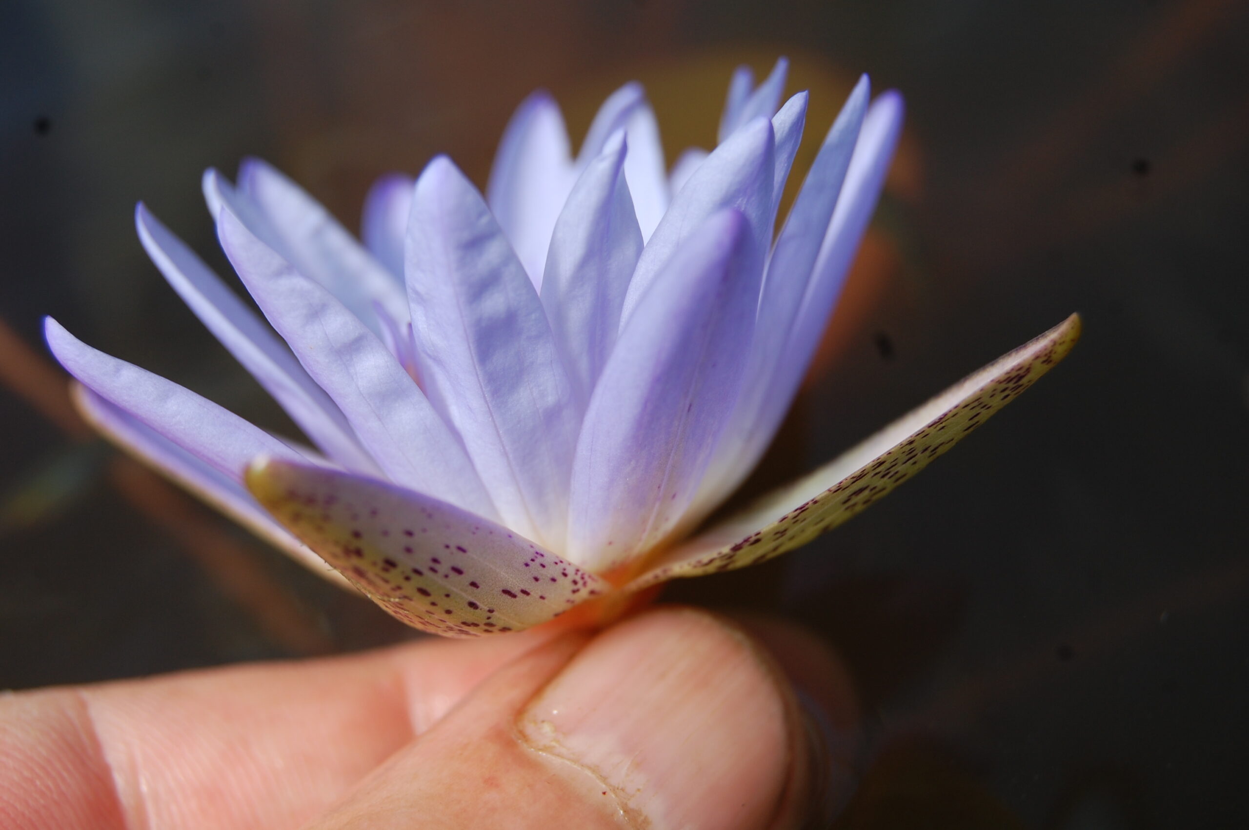 acheter nymphaea Micrantha for sale buy on line (27)