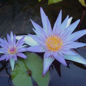 acheter nymphaea Micrantha for sale buy on line (3)
