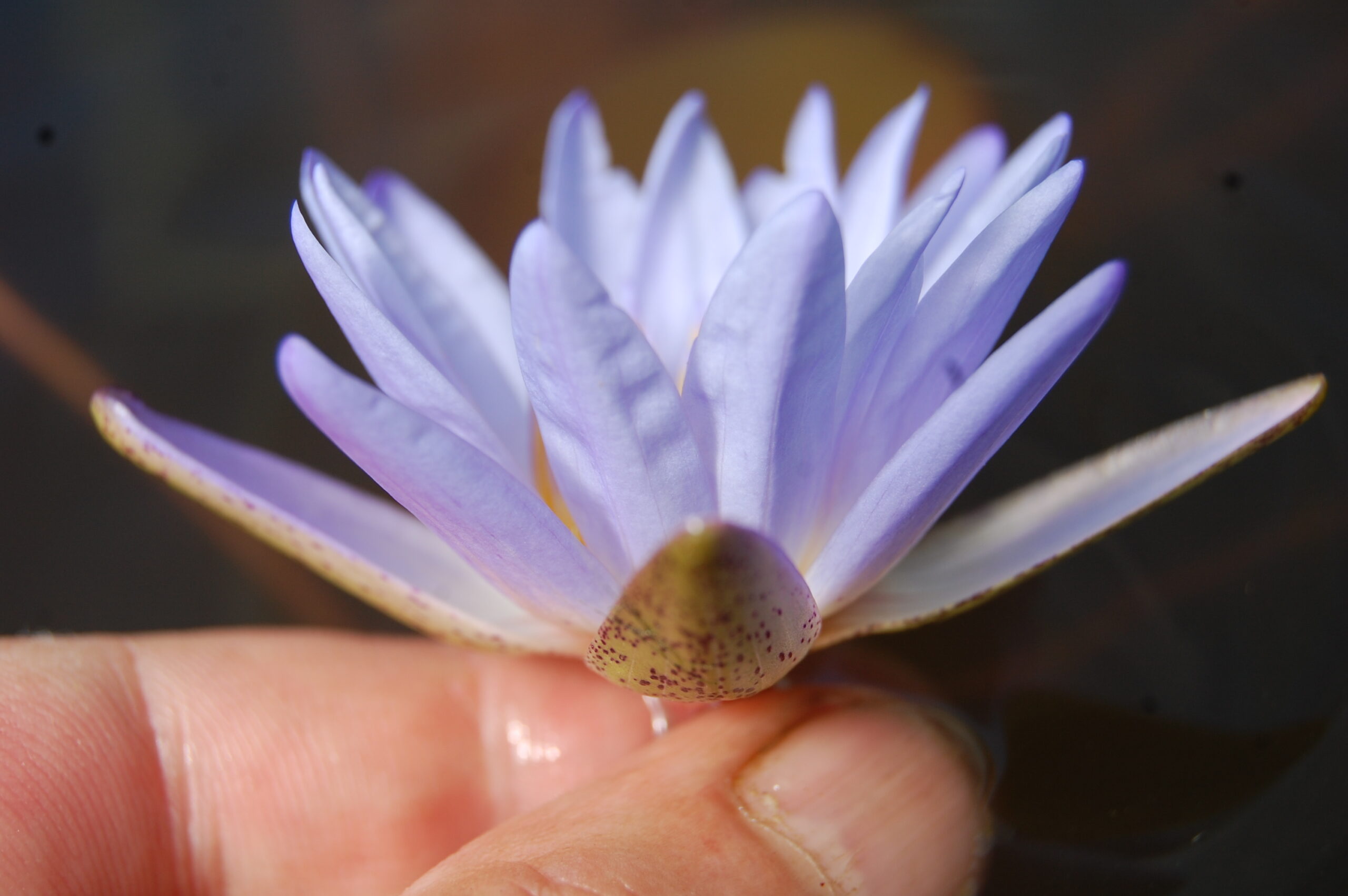 acheter nymphaea Micrantha for sale buy on line (32)