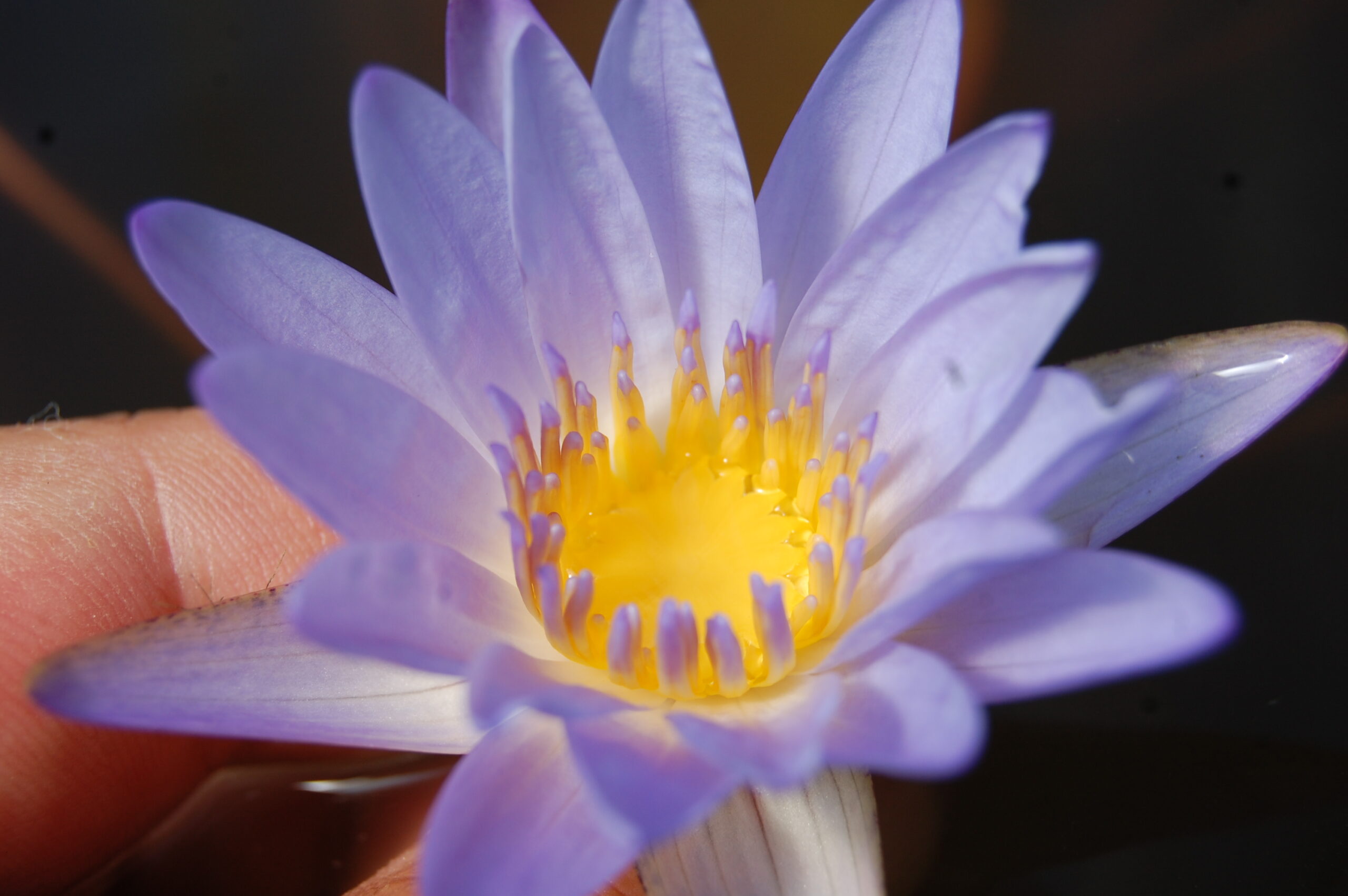 acheter nymphaea Micrantha for sale buy on line (35)