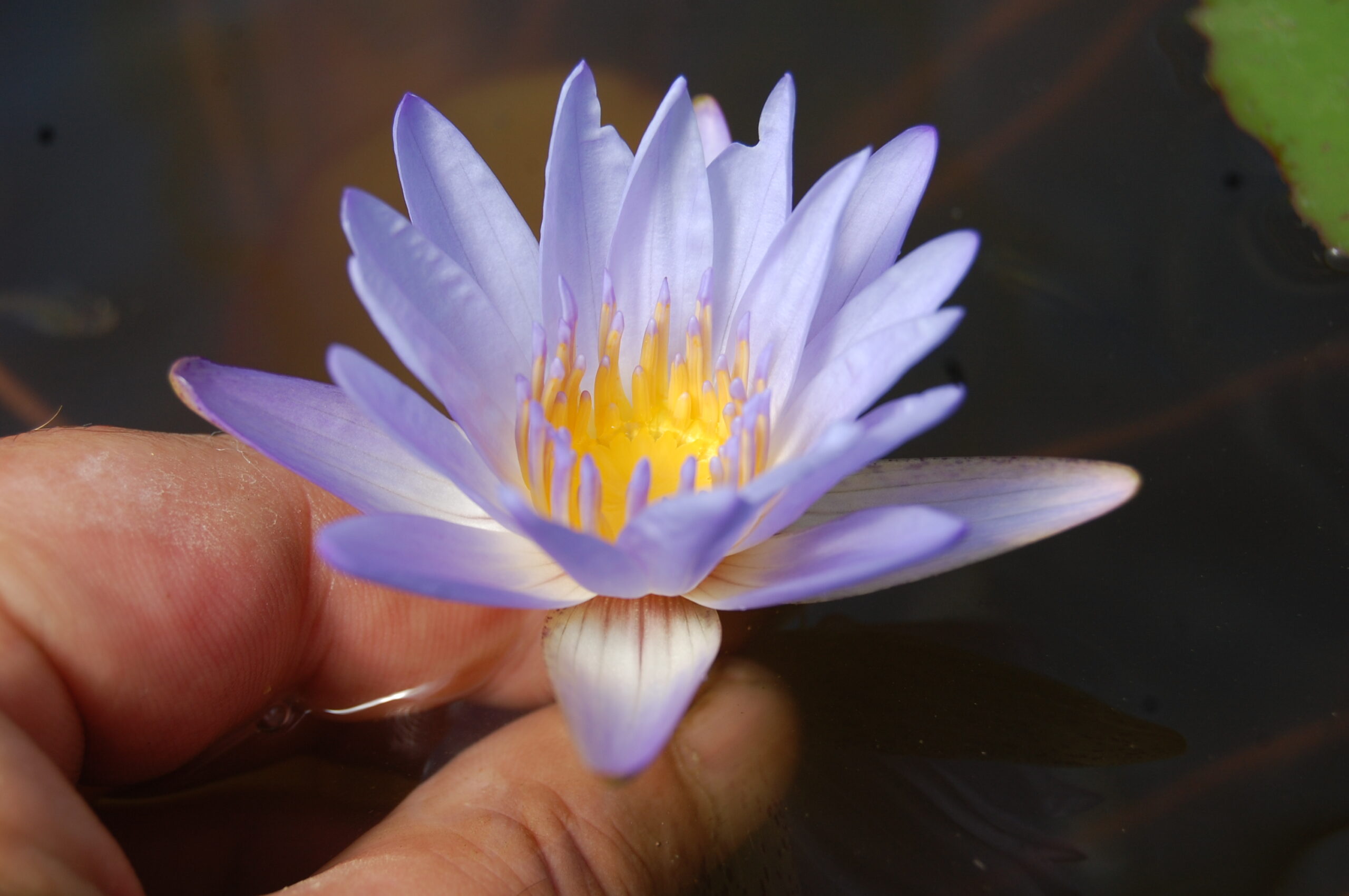 acheter nymphaea Micrantha for sale buy on line (37)