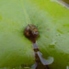acheter nymphaea Micrantha for sale buy on line (4)