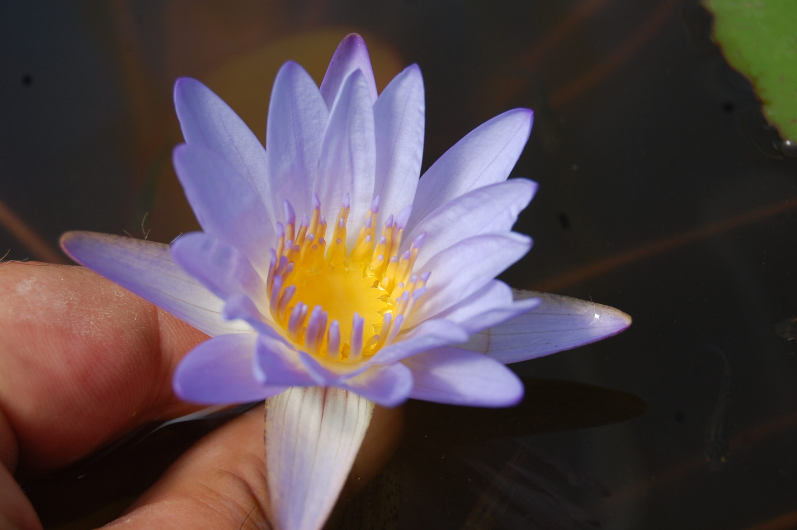 acheter nymphaea Micrantha for sale buy on line (41)