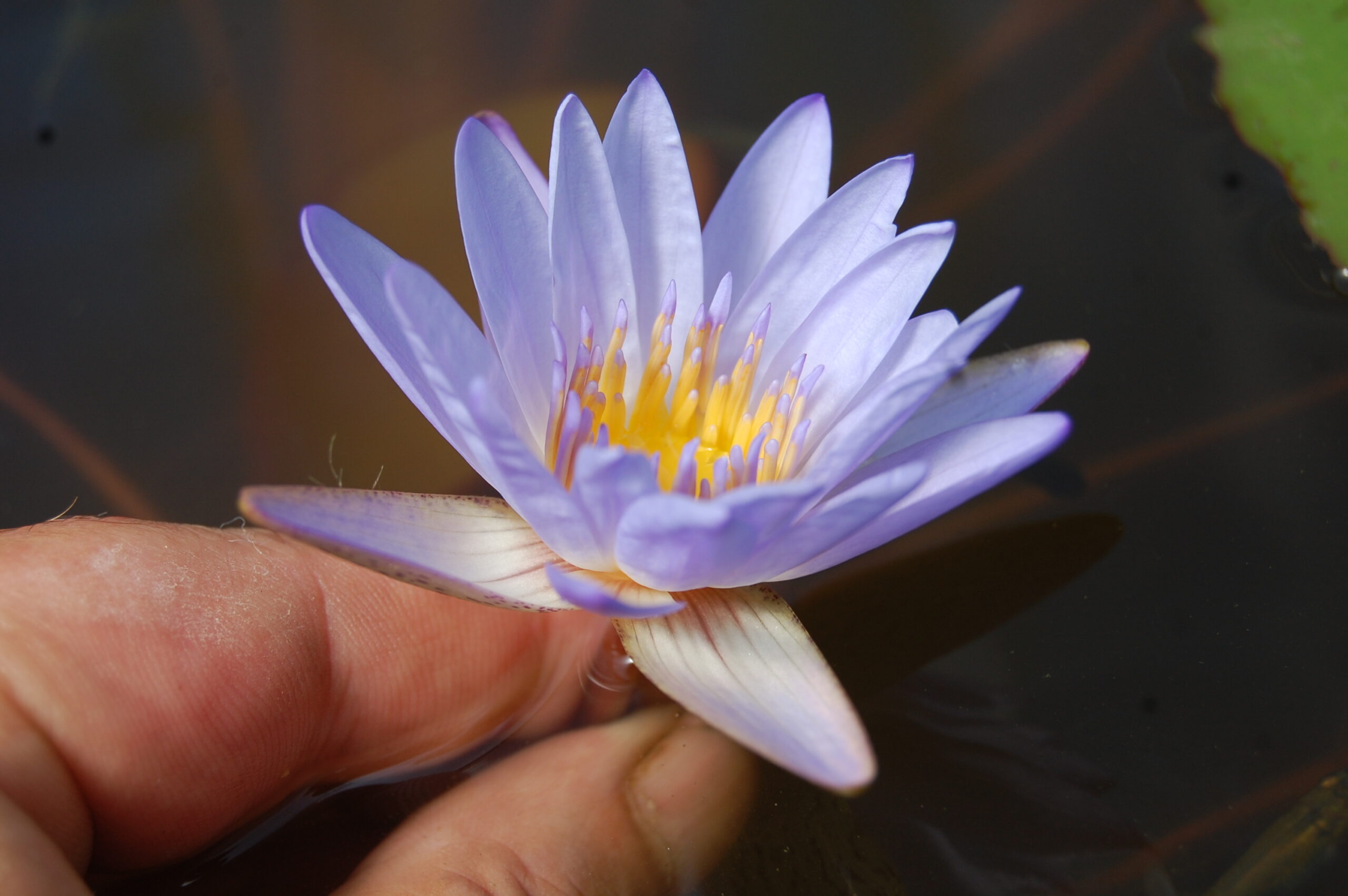 acheter nymphaea Micrantha for sale buy on line (43)