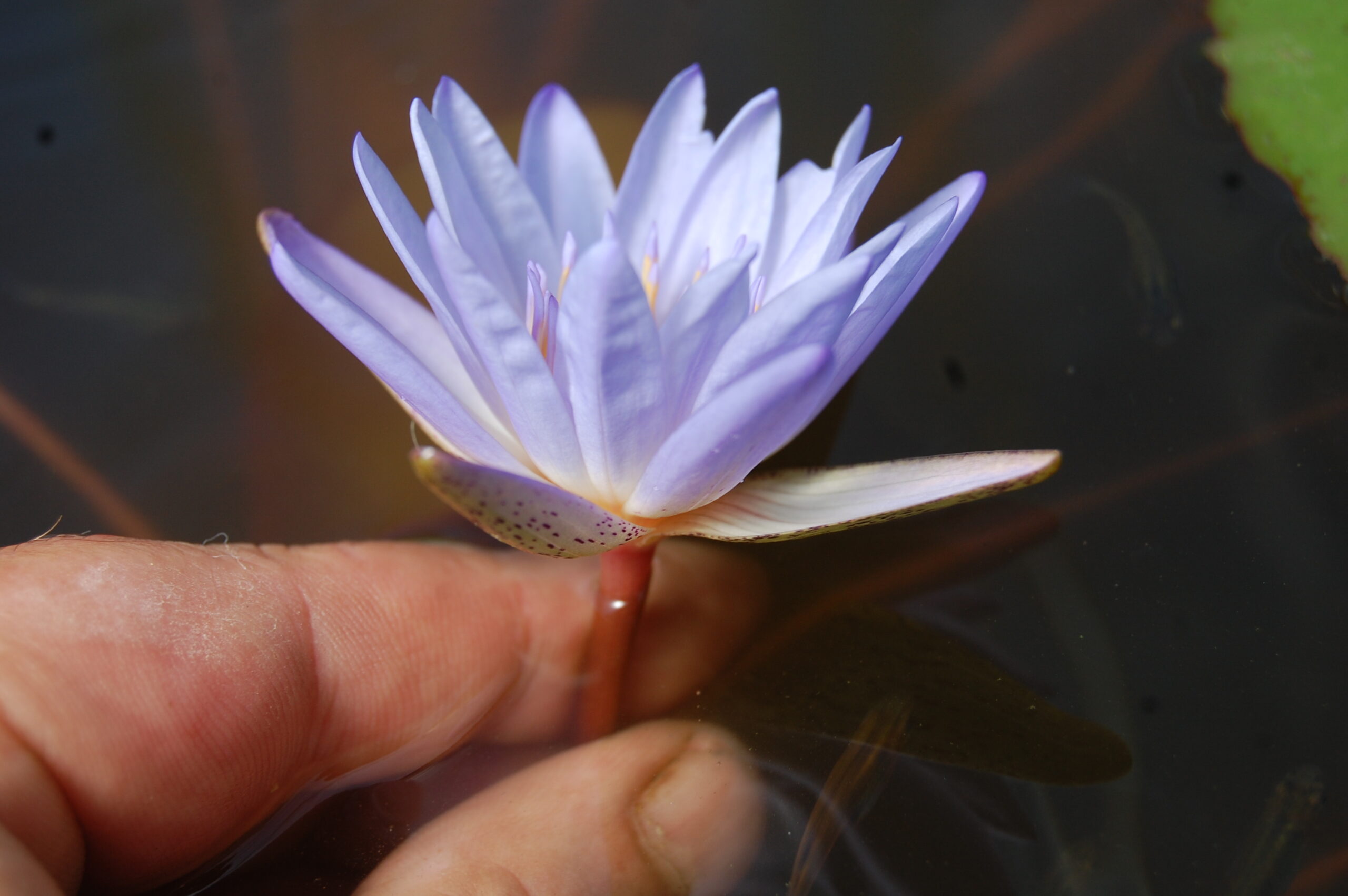 acheter nymphaea Micrantha for sale buy on line (44)