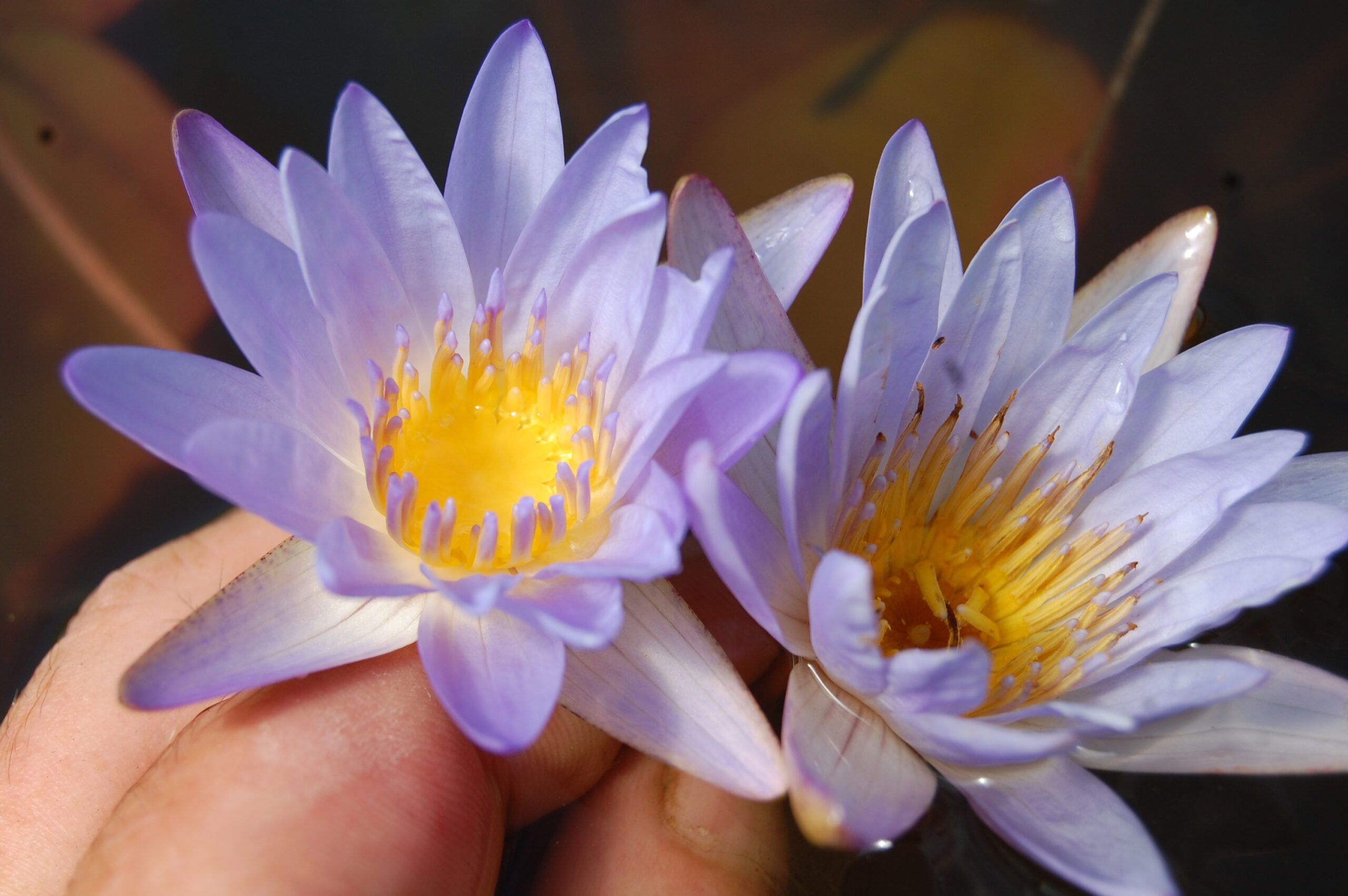 acheter nymphaea Micrantha for sale buy on line (47)