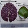 acheter nymphaea Micrantha for sale buy on line (6)