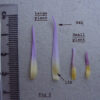 acheter nymphaea Micrantha for sale buy on line (7)