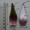 acheter nymphaea Micrantha for sale buy on line (8)
