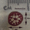acheter nymphaea Micrantha for sale buy on line (9)