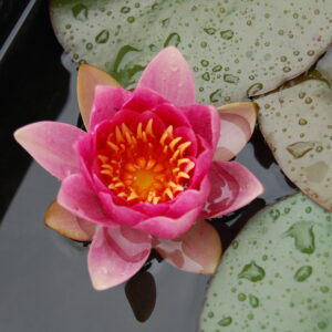 acheter nymphaea Model Réduit for sale buy on line (31)