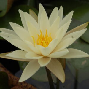 acheter nymphaea My Little Angel for sale buy on line (2)