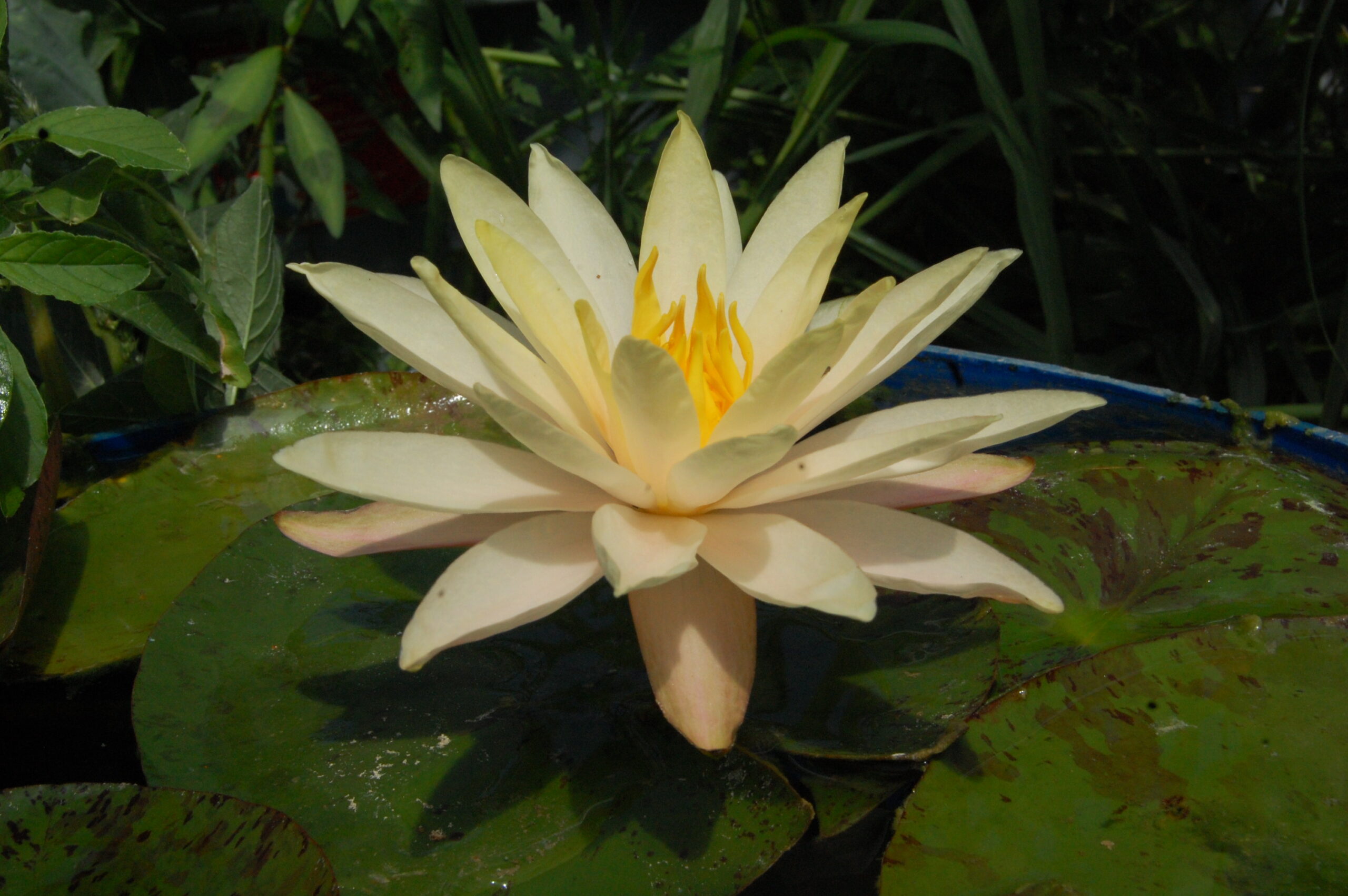 acheter nymphaea Nathalie for sale buy on line (1)