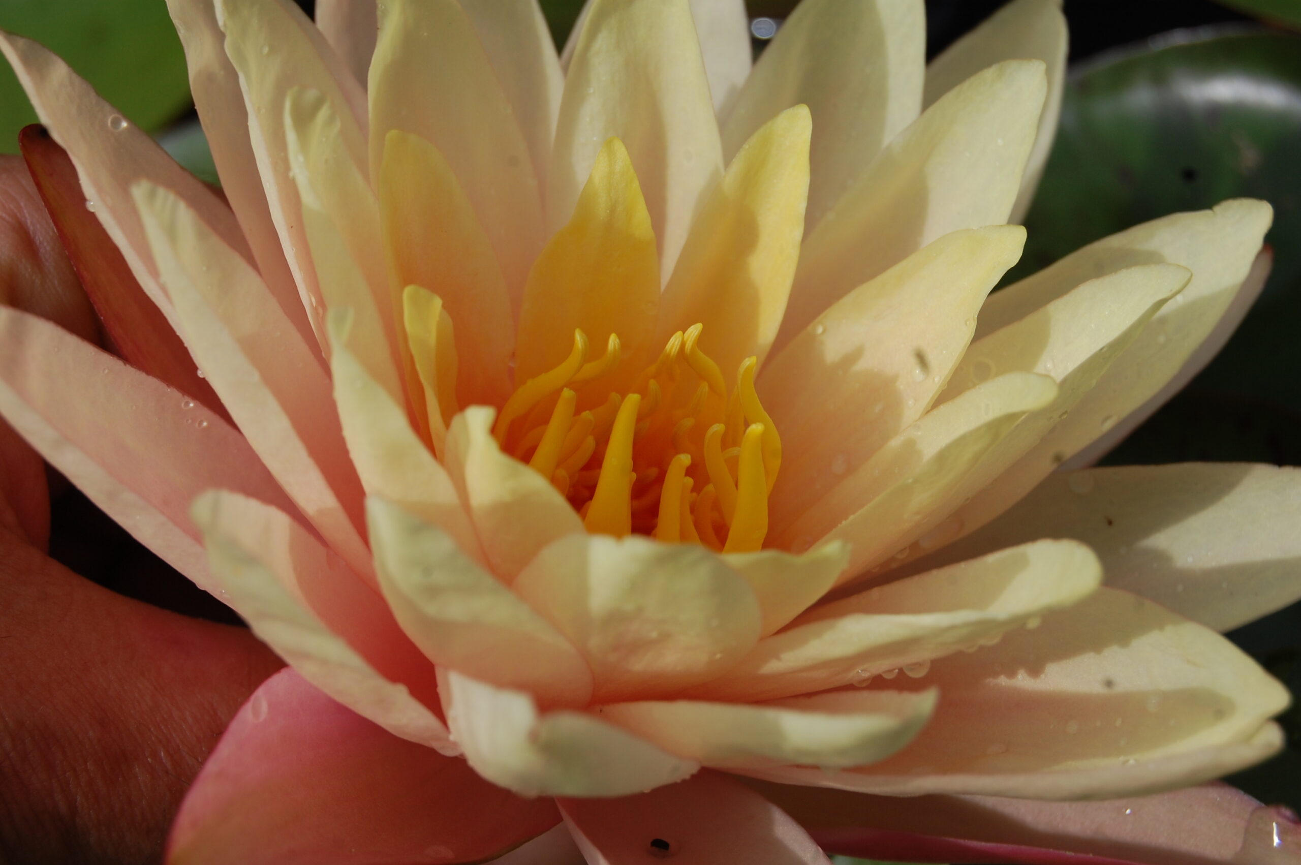 acheter nymphaea Nathalie for sale buy on line (12)