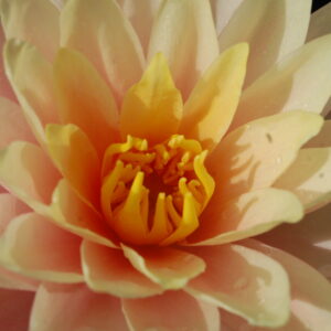 acheter nymphaea Nathalie for sale buy on line (13)
