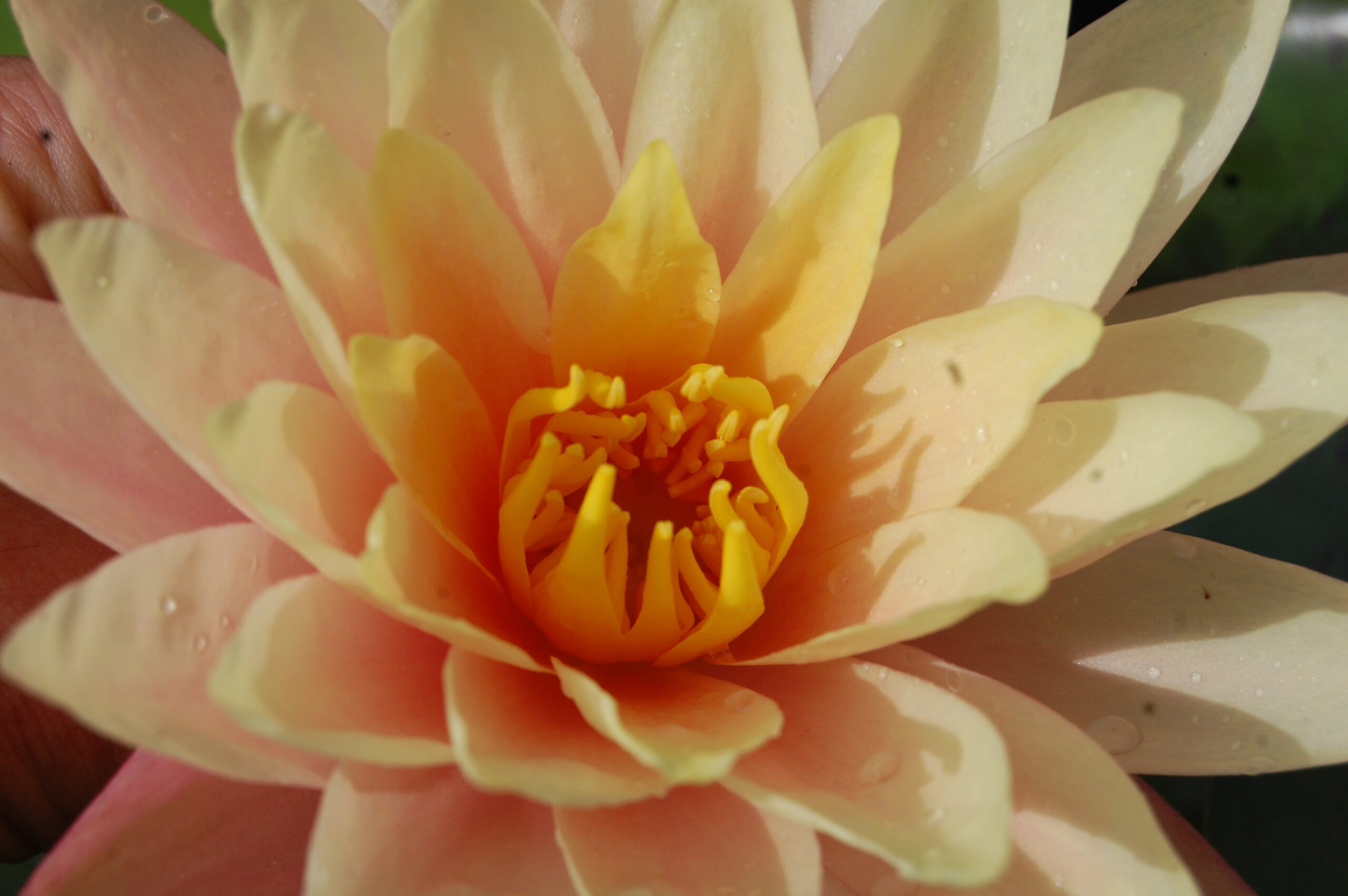 acheter nymphaea Nathalie for sale buy on line (13)