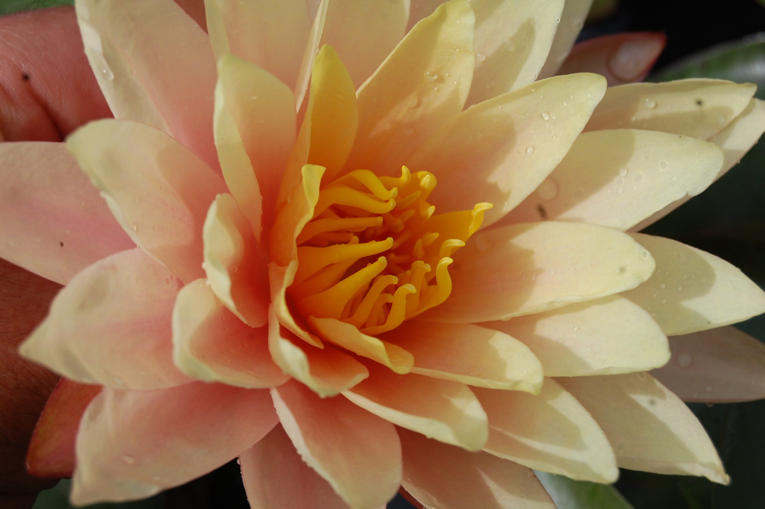 acheter nymphaea Nathalie for sale buy on line (20)